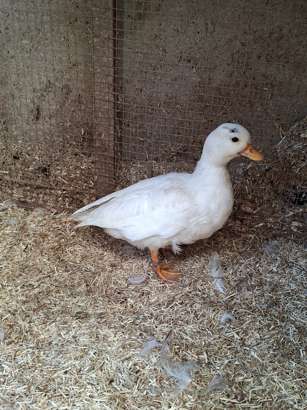 Hollandse kwakers koppel, Dieren en Toebehoren, Pluimvee, Meerdere dieren, Eend