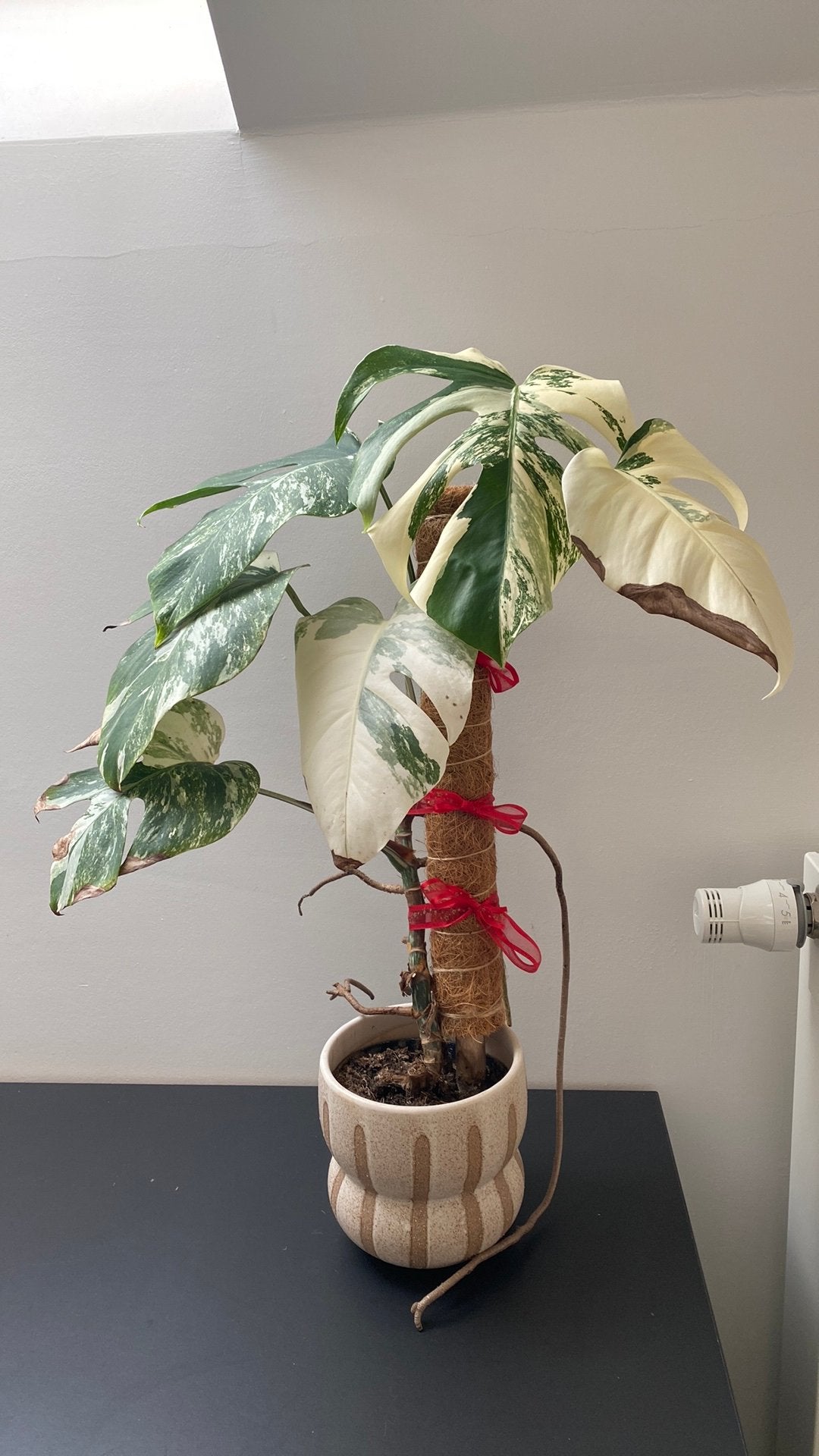 Monstera variegata, Huis en Inrichting, Ophalen