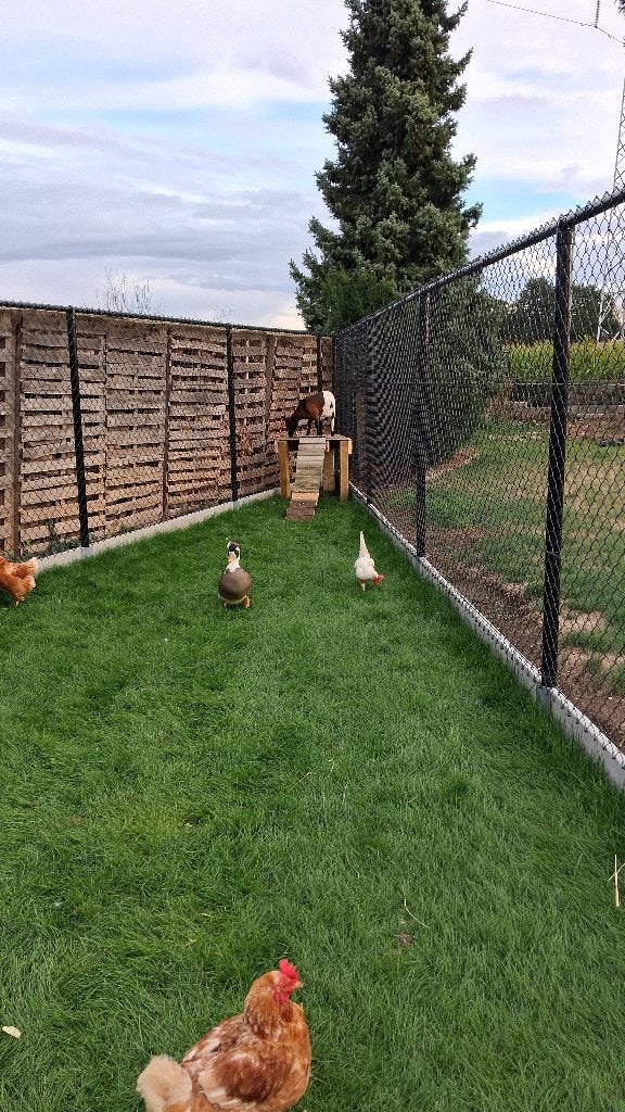 Hollandse kuifeend, Animaux & Accessoires, Mâle, Canard
