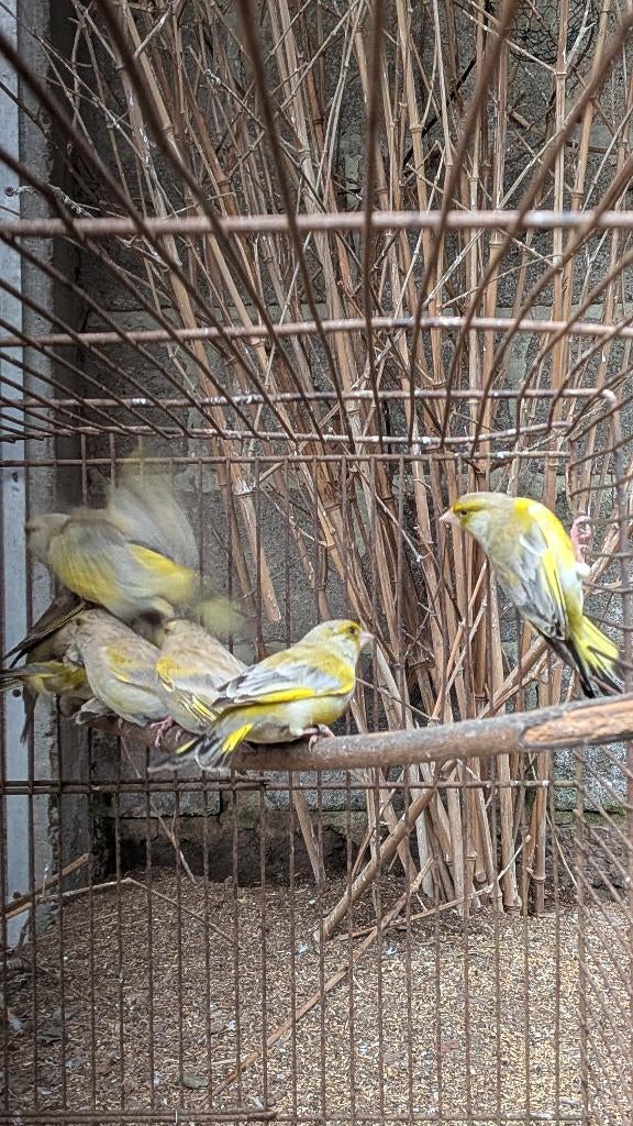 Verdiers d Europe bagues 2025, Plusieurs animaux, Oiseau chanteur sauvage, Domestique