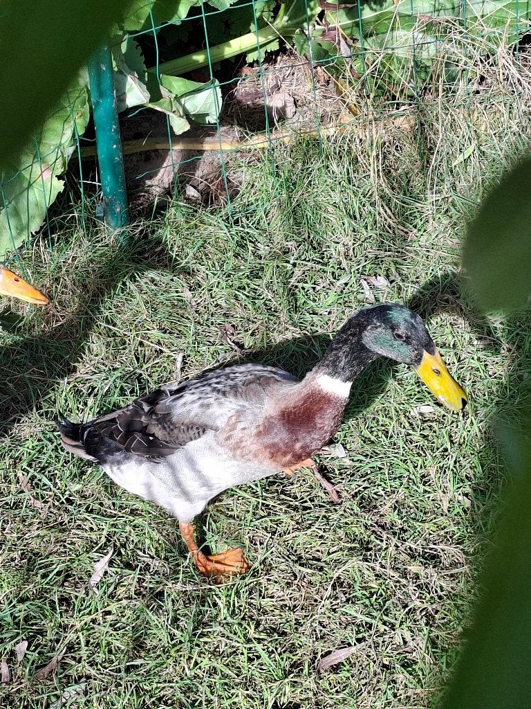 Loopeend mannetje, Dieren en Toebehoren, Mannelijk, Eend