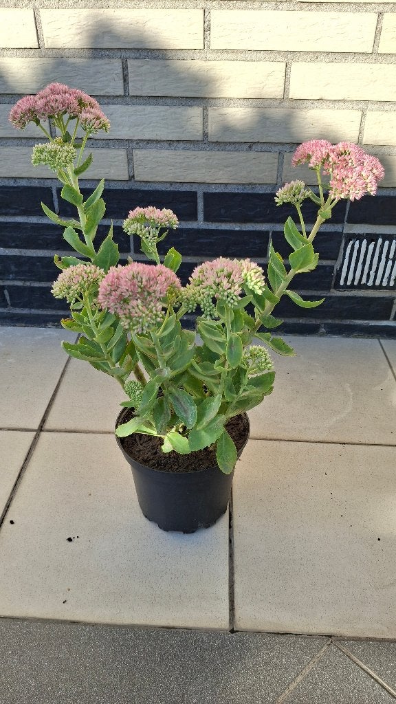 Sedum., Tuin en Terras, Ophalen, Vaste plant, Volle zon