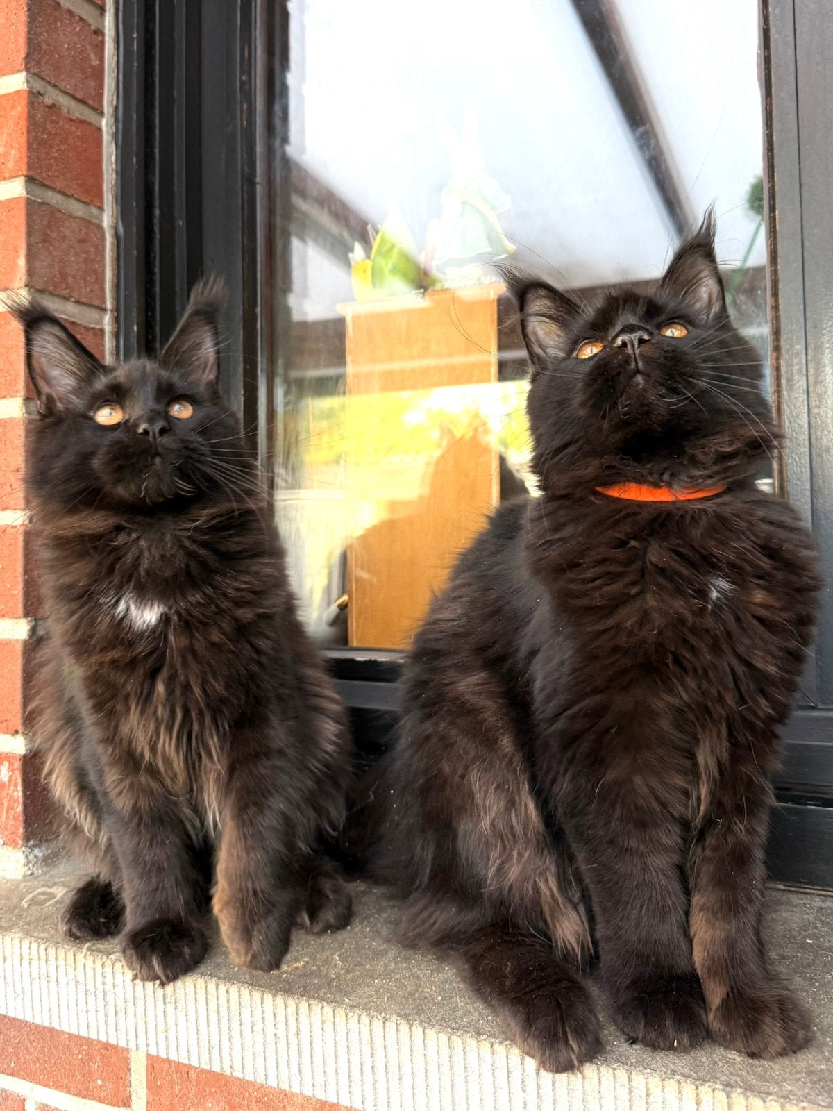 Prachtige Maine Coon kittens met stamboom van geteste ouders, Chat, Avec pedigree, 0 à 2 ans