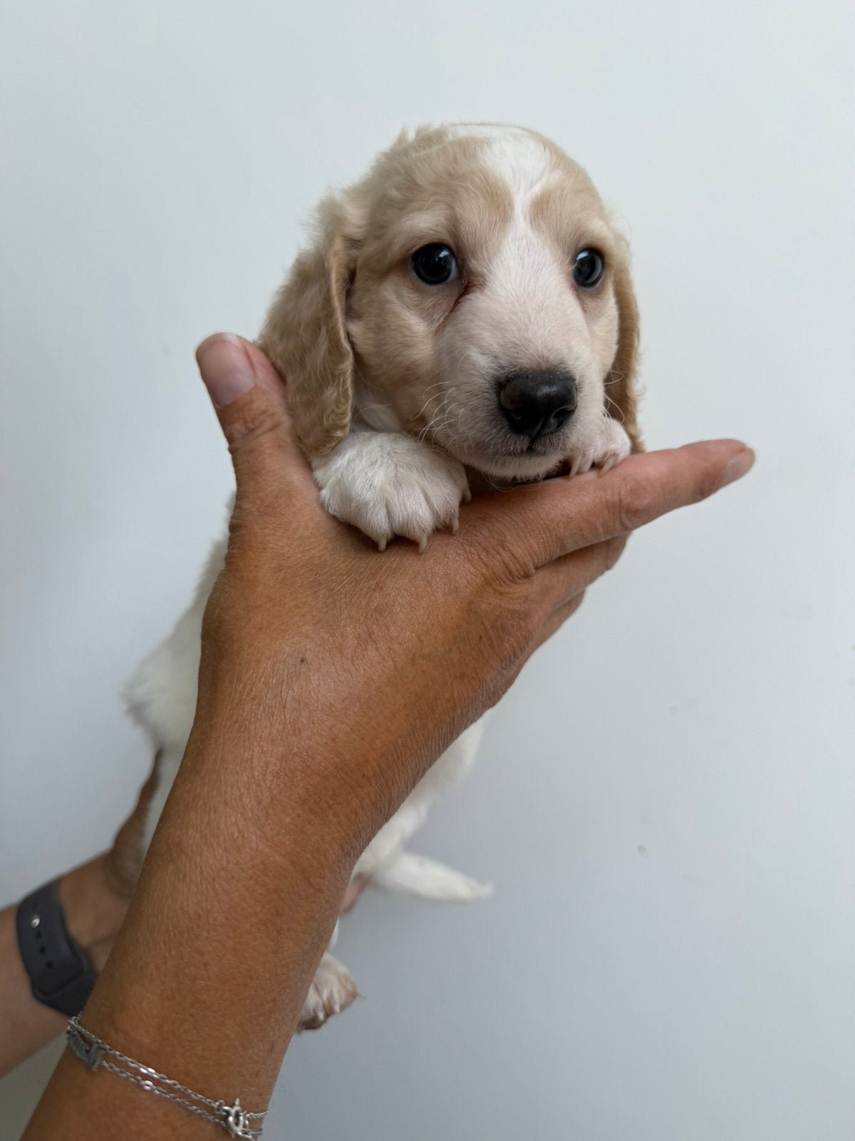 Teckeltje dwerg langhaar piebald reu, België, Fokker | Hobbymatig, Reu, CDV (hondenziekte)