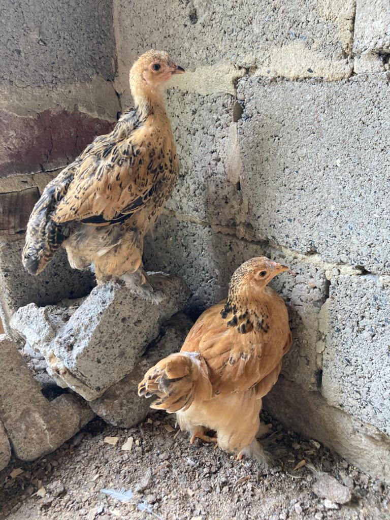 2 jonge brahma hennetjes., Femelle, Poule ou poulet