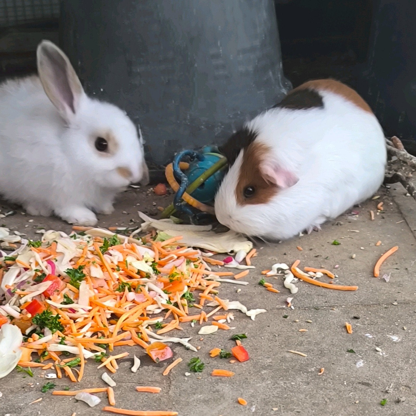 laatste 2 cavia's, Maart, Meerdere dieren, Cavia
