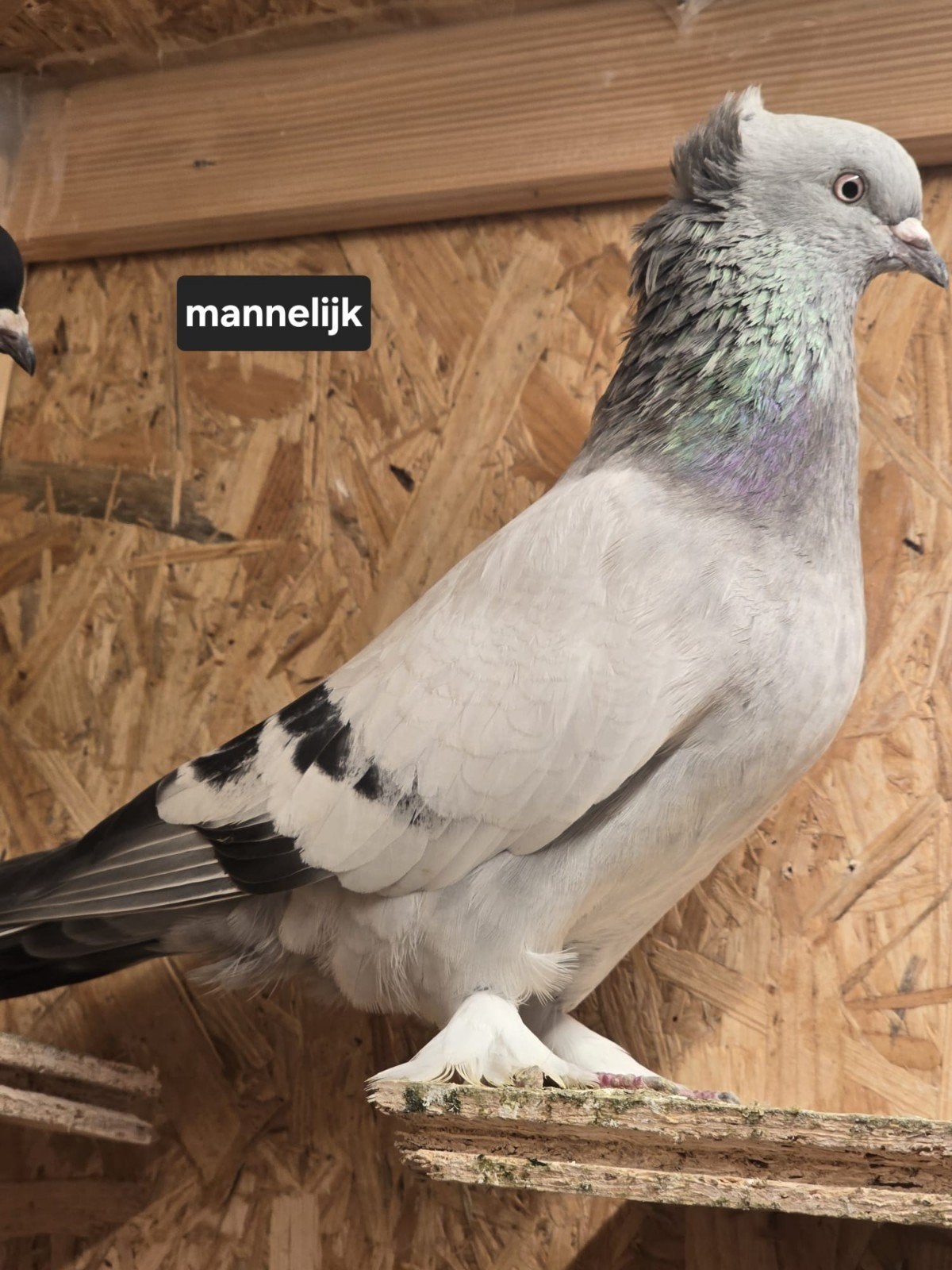 Turkse takla duiven, Animaux & Accessoires