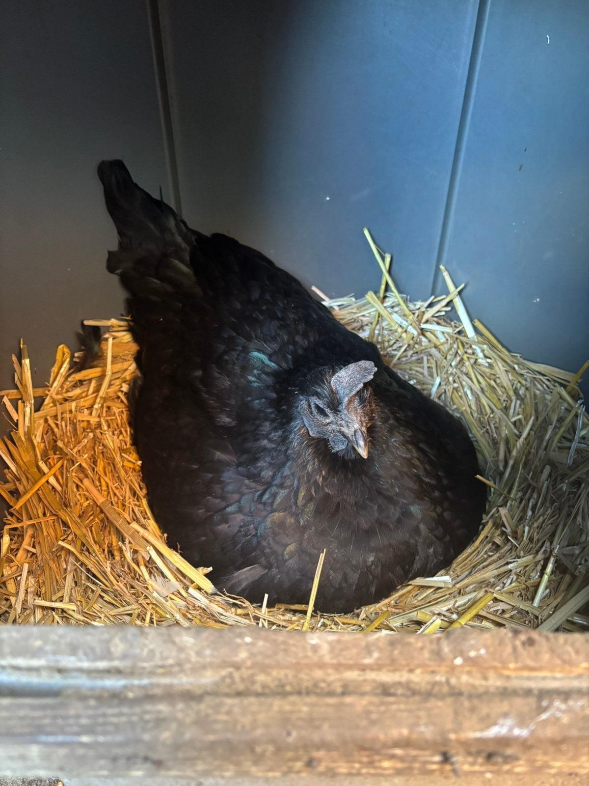 Broedeieren te koop !, Dieren en Toebehoren, Ophalen