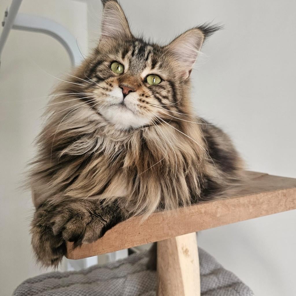 Prachtige Maine Coon poes beschikbaar voor herplaatsing, Chatte ou Chat, Avec pedigree, 0 à 2 ans