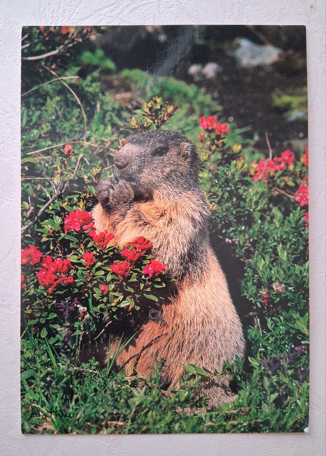 Postkaart Marmot, Verzamelen, Postkaarten | Themakaarten, Ophalen of Verzenden