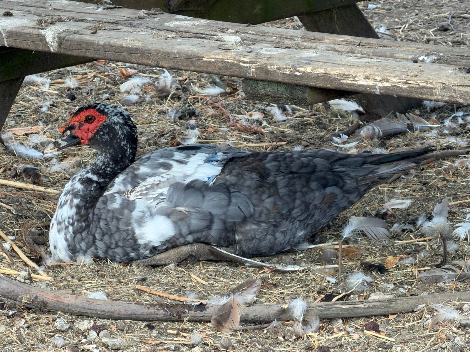 Barberie eend muskuseend man, Dieren en Toebehoren, Eend