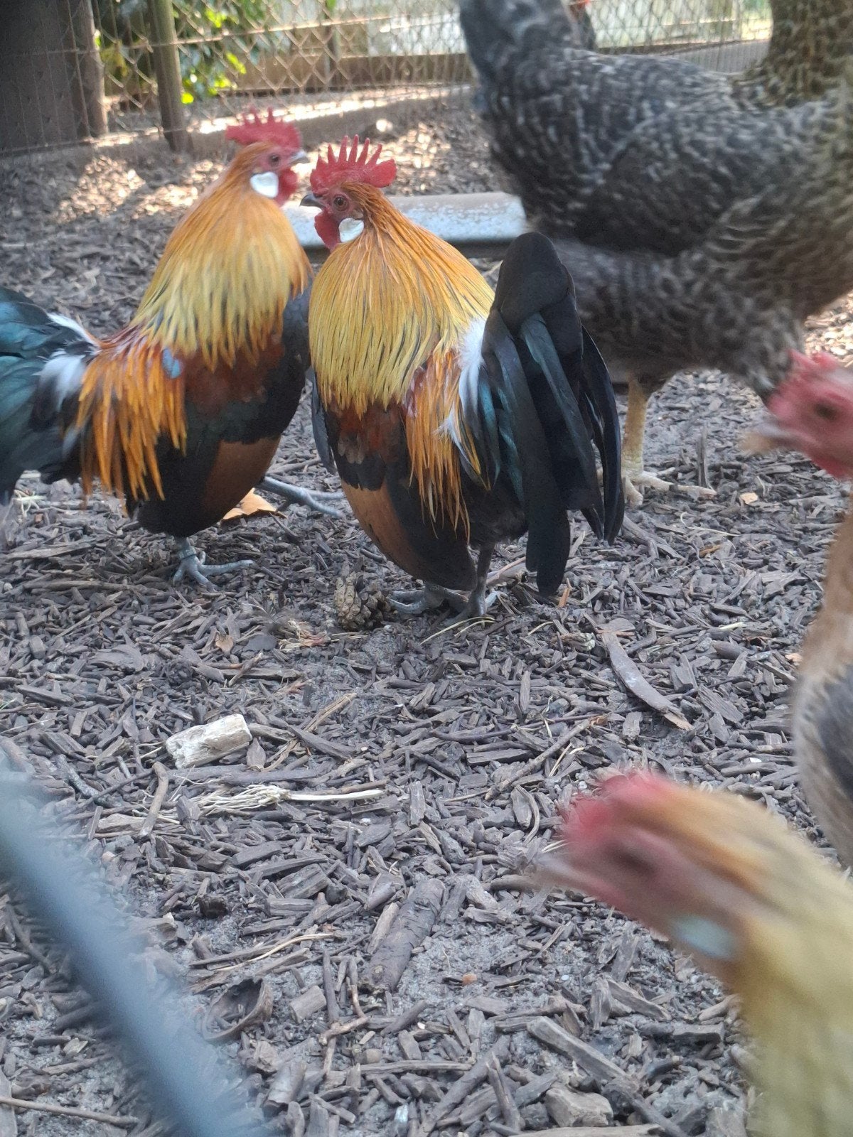 hollandse krielen, Dieren en Toebehoren