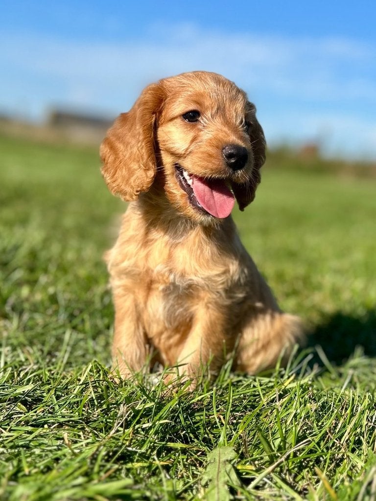 Mooie cockapoo pups ( cocker x dwerg poedel ), Dieren en Toebehoren, Poedel, België, CDV (hondenziekte), 8 tot 15 weken