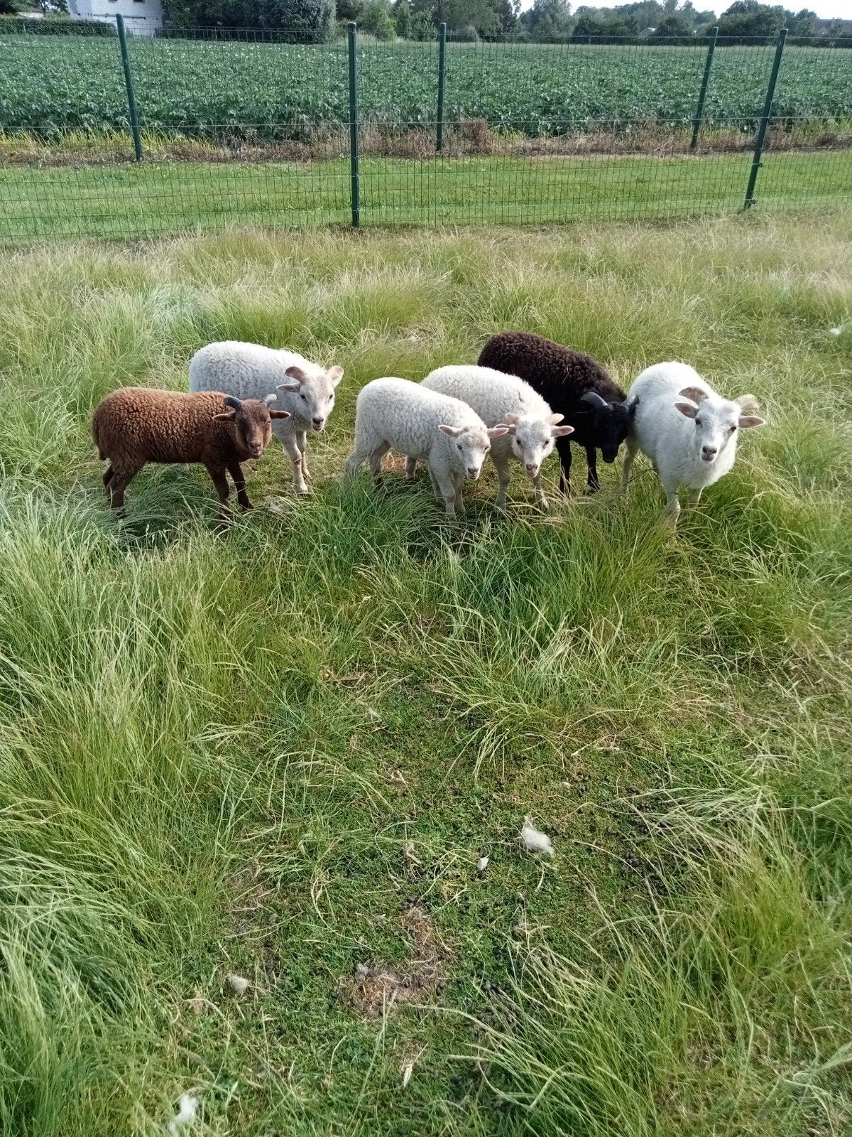 Mini schaapjes, Animaux & Accessoires, Moutons, Chèvres & Cochons
