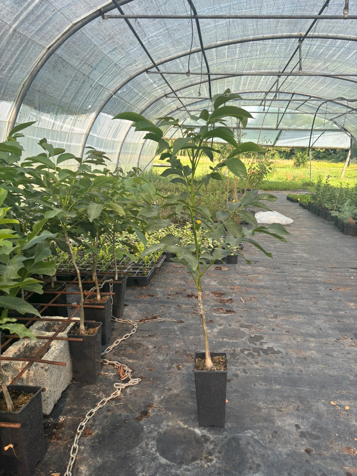 Juglans regia - Noyer, Enlèvement, Été