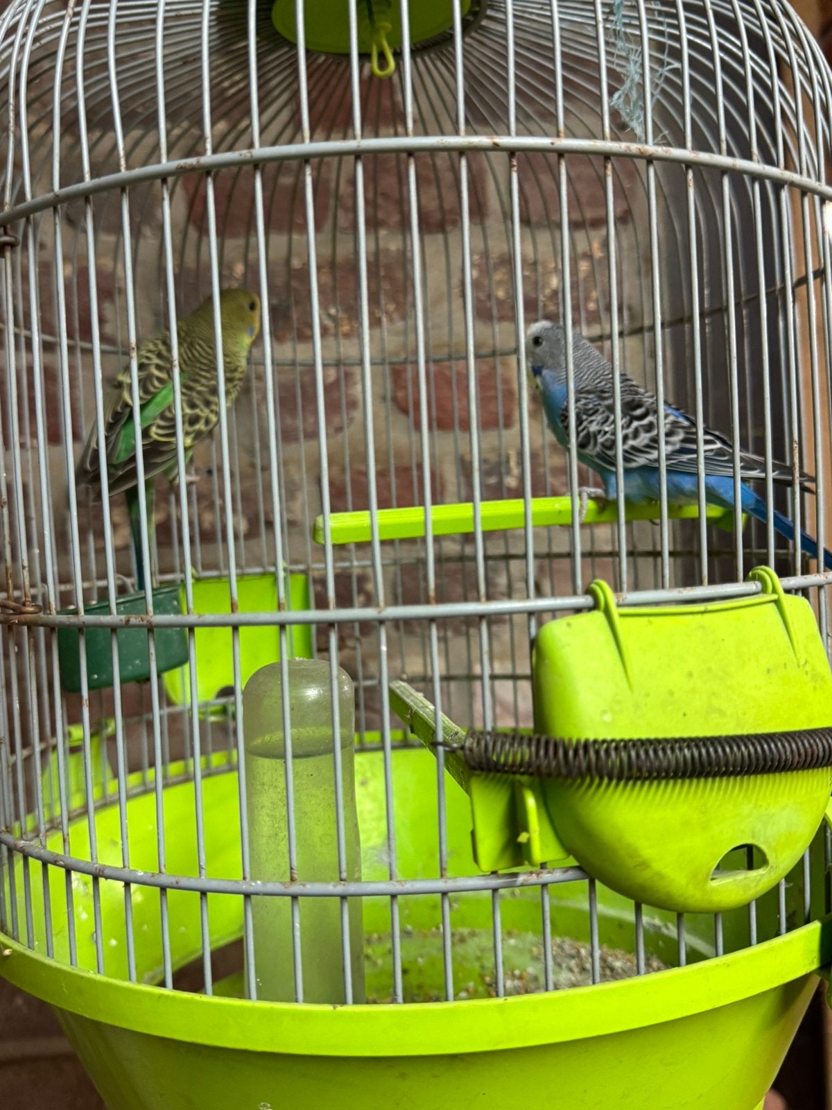 Grasparkieten, Meerdere dieren, Parkiet, Geringd
