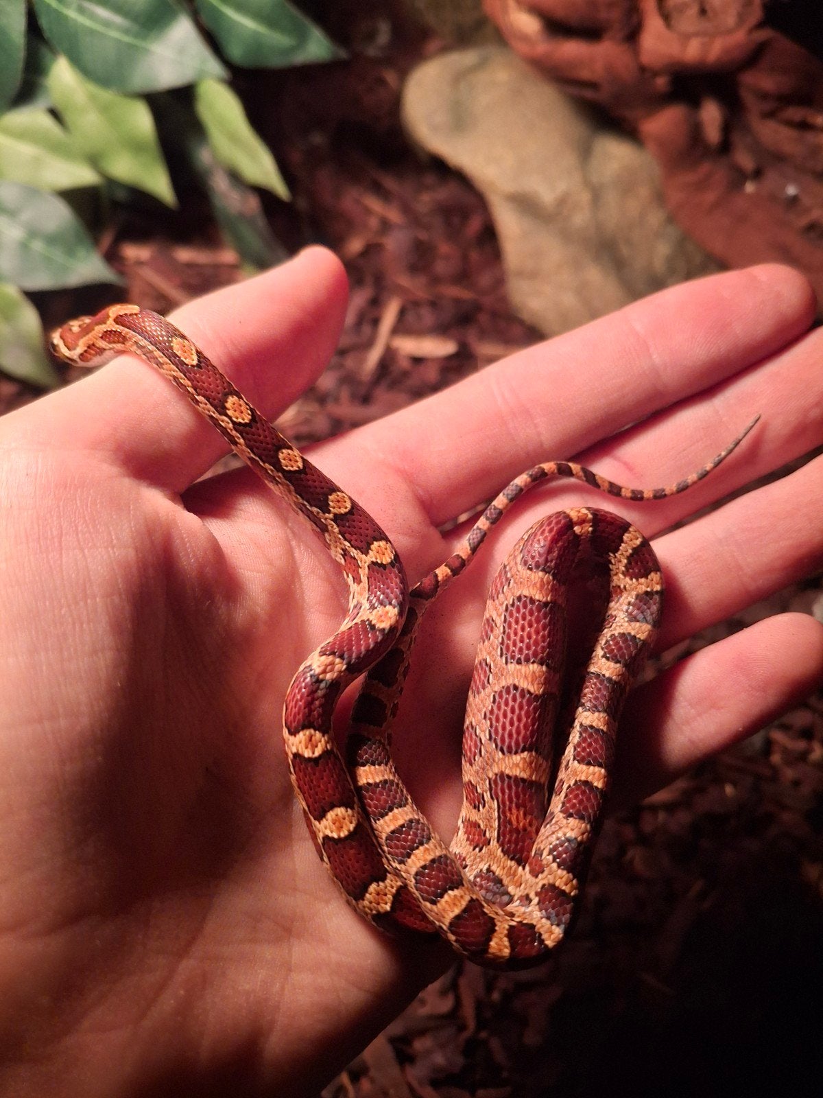1.0 pantherophis guttatus het. scaleless, Dieren en Toebehoren, Slang, 0 tot 2 jaar