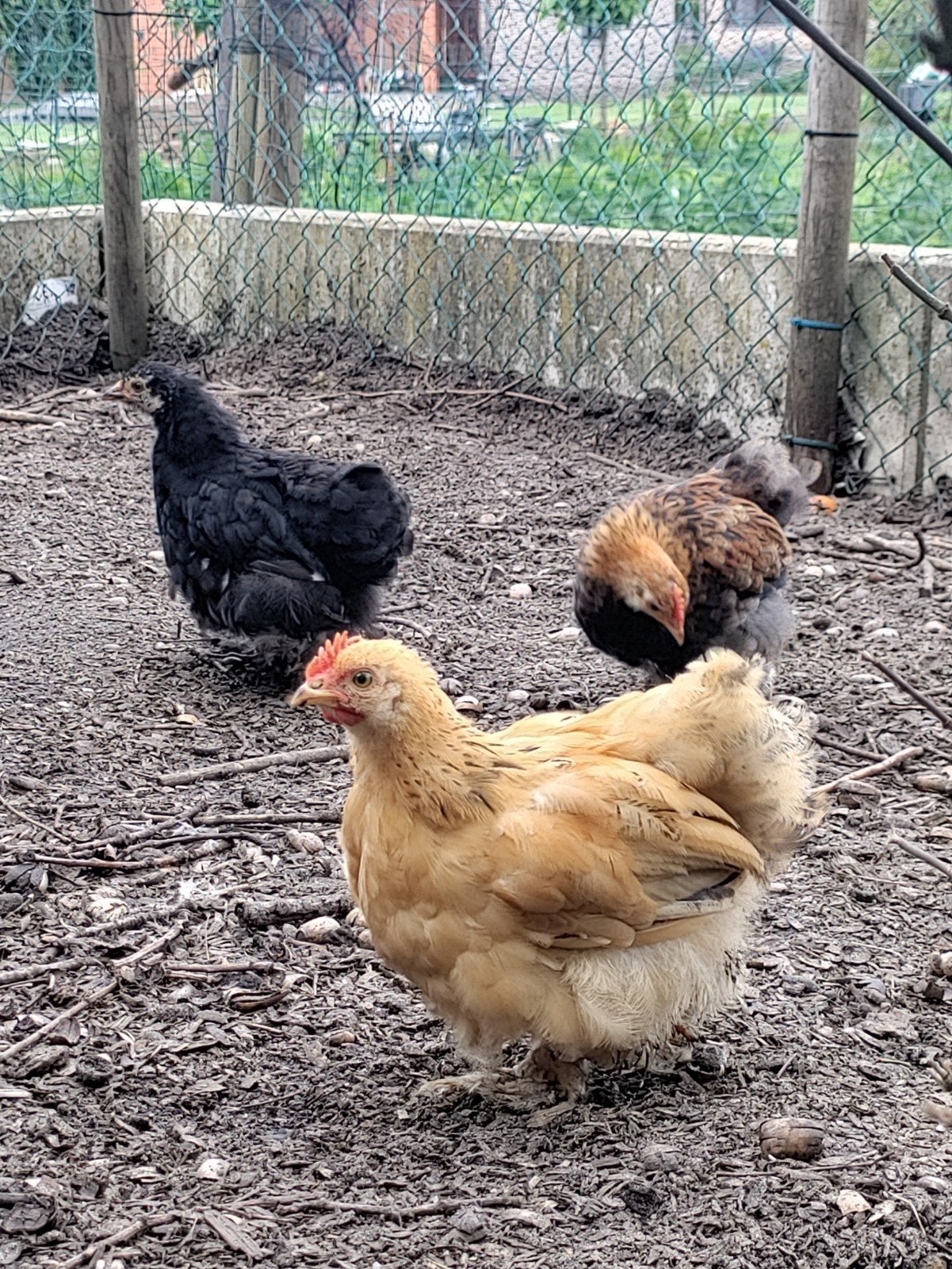 Goede thuis gezocht voor 4 Cochin-krielhaantjes, Mannelijk, Kip
