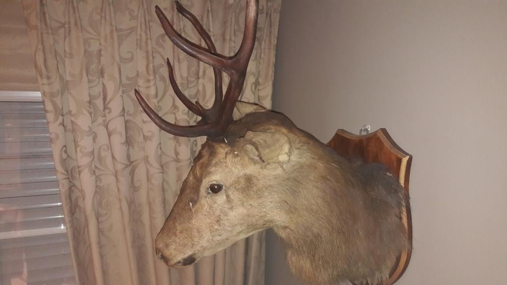 Wanddecoratie hertenkop taxidermie, Ophalen