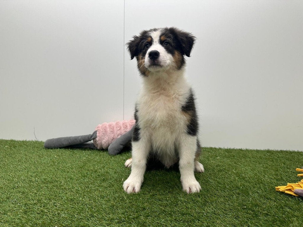 Nid pour chien de berger australien