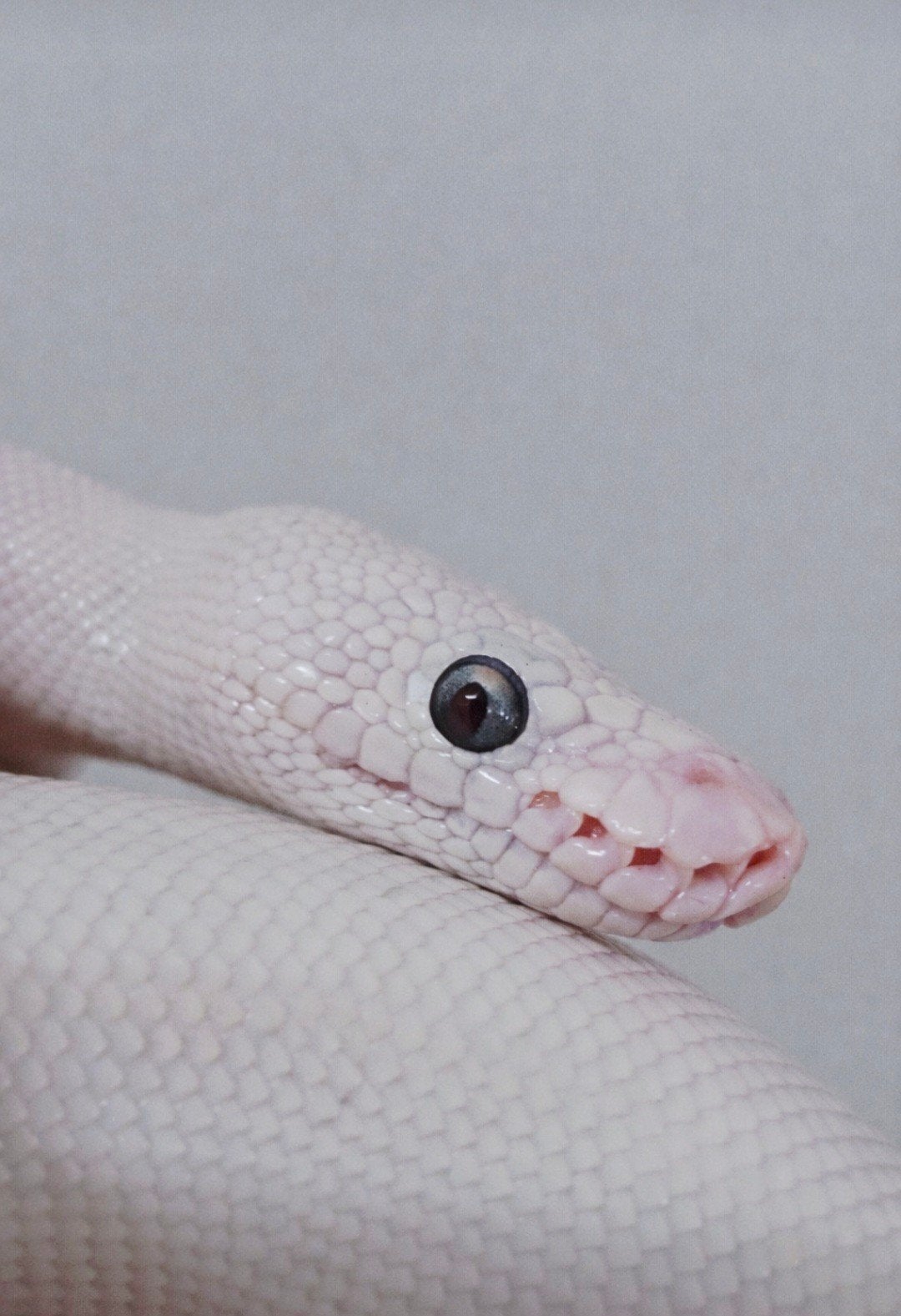 ballpython Blue Eyed lucy, Dieren en Toebehoren, Slang, 0 tot 2 jaar