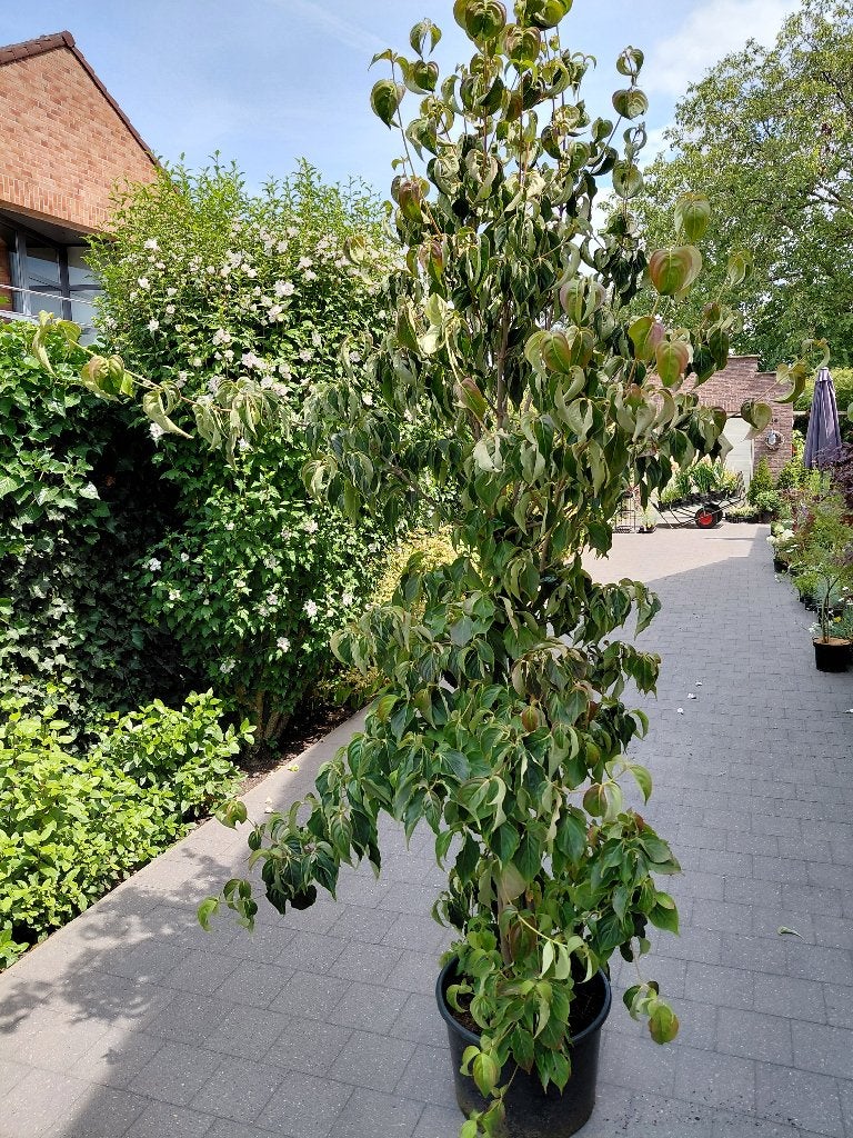 Cornus Kousa Chinensis, Ophalen, Halfschaduw