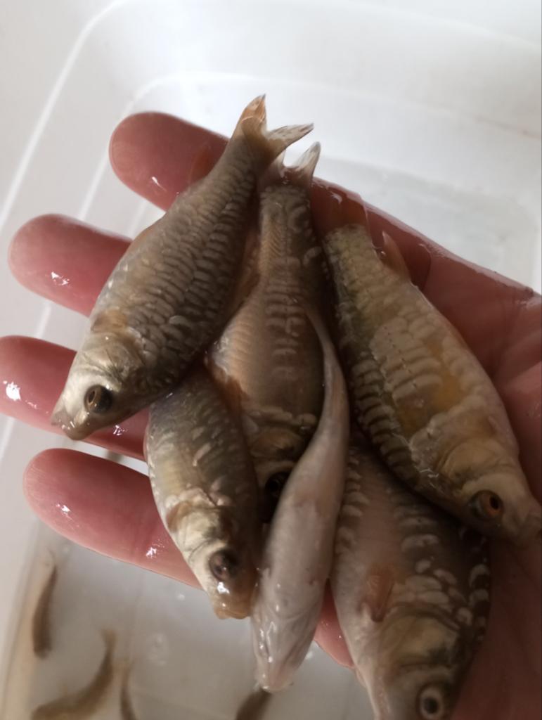 Valkenswaard spiegel karpertjes 7/10 cm