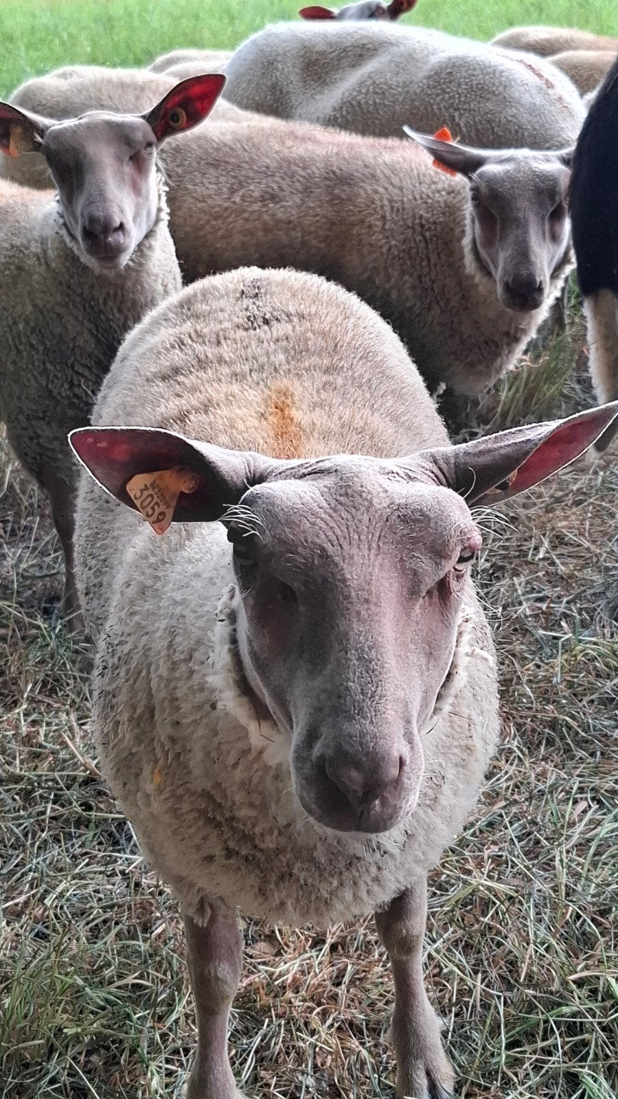 rouge, Dieren en Toebehoren, Schapen, Geiten en Varkens