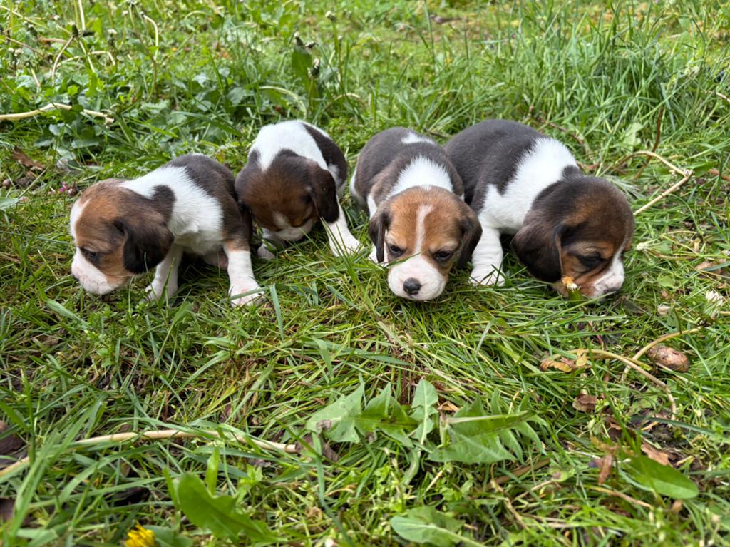 Adorables chiots Beagle, Beagle, Plusieurs, Belgique, Plusieurs animaux