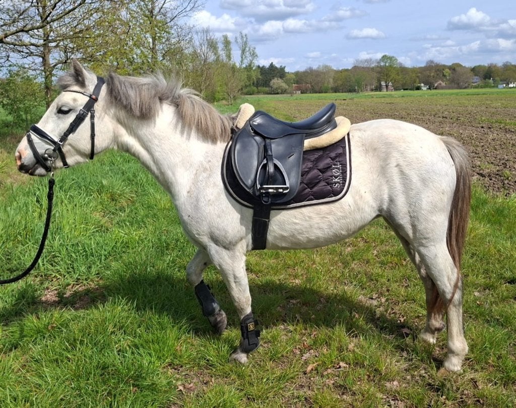 sport pony, Dieren en Toebehoren, Pony's, Merrie, Met stamboom, Springpony, 3 tot 6 jaar