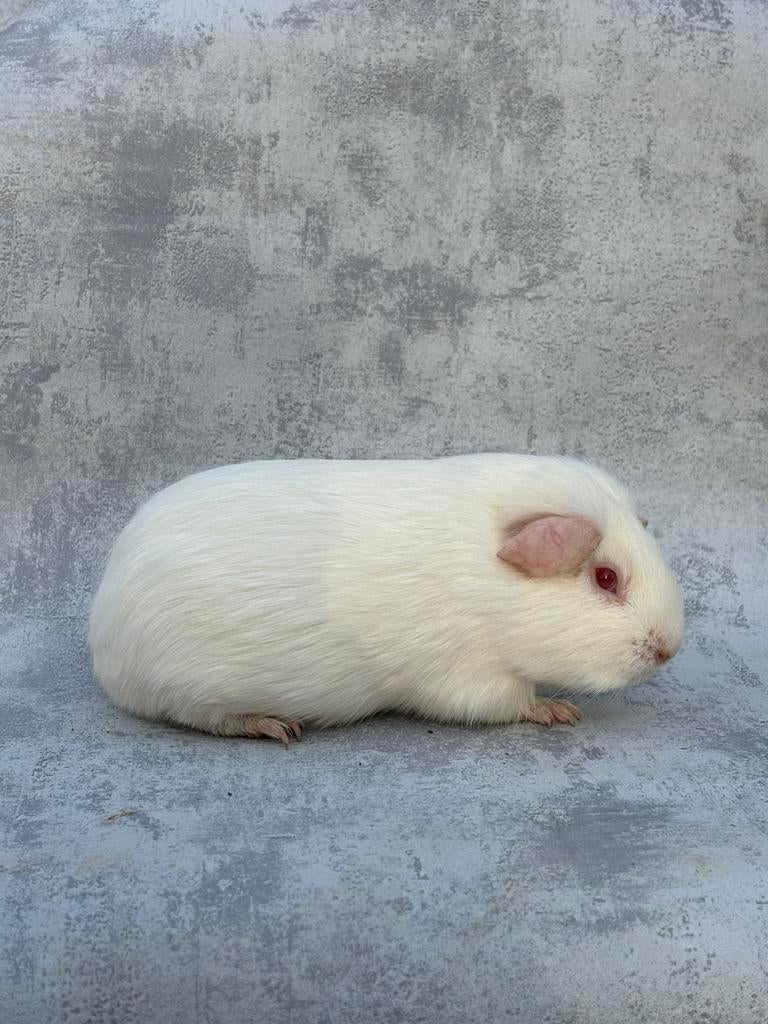 Cavia wit roodoog mannetje, December, Mannelijk, Cavia