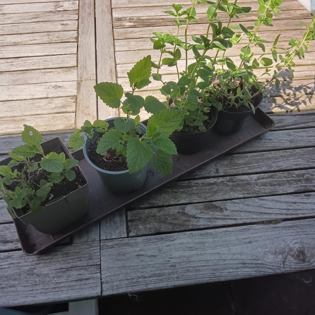 Kruiden : Oregano en Citroenmelisse, Mortsel, Jardin & Terrasse, Plantes | Jardin, Enlèvement, Herbes