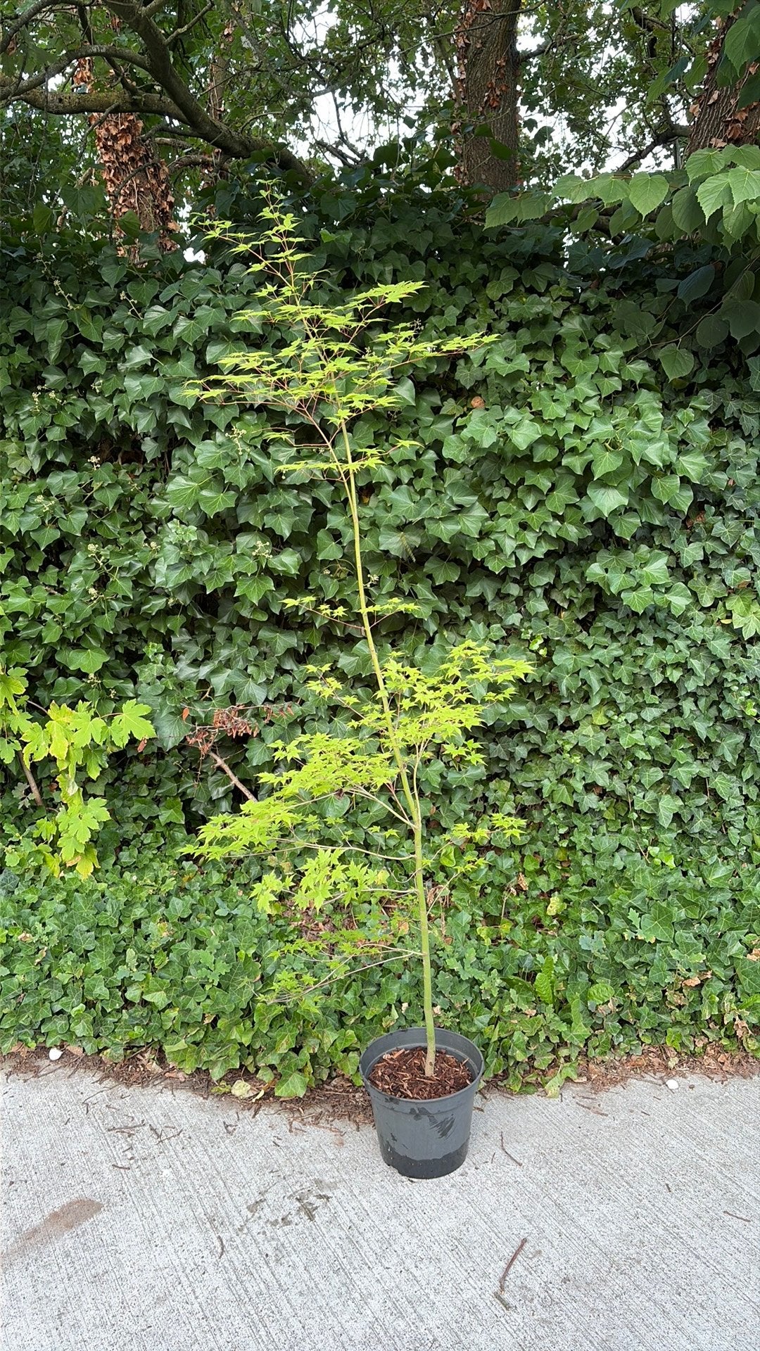 Acer palmatum, japanse esdoorn (180 cm), Tuin en Terras, Planten | Bomen, Ophalen