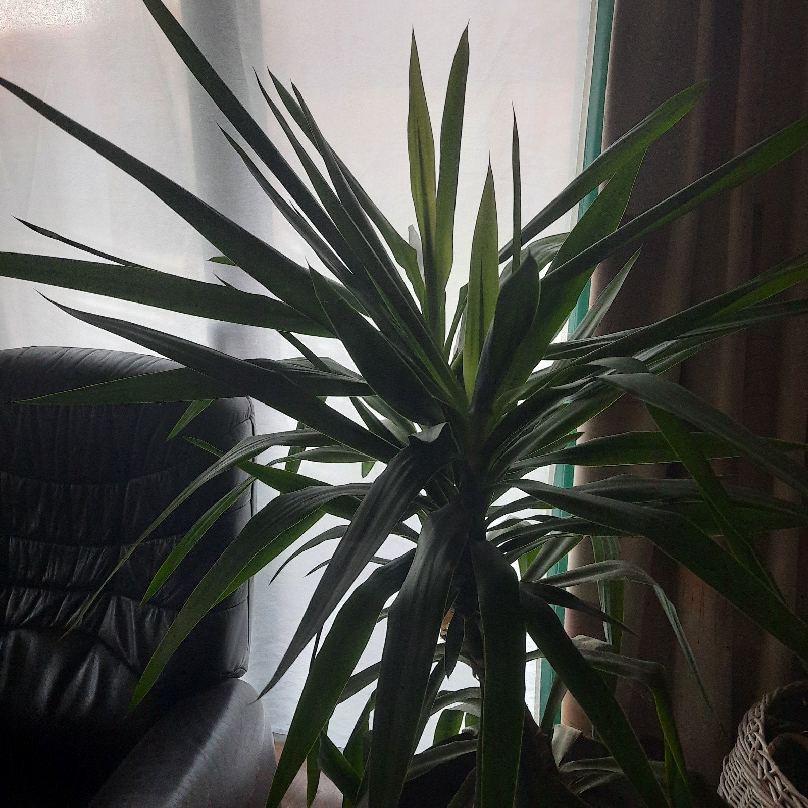 yucca, Ophalen, Yucca