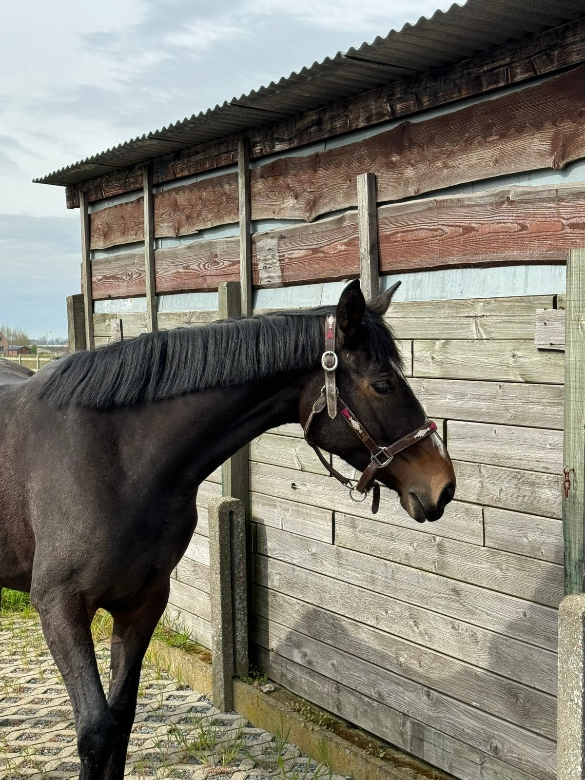 Recreatiepaard, weidemaatje, fokmerrie, Dieren en Toebehoren, Paarden, Merrie, Niet van toepassing, Minder dan 160 cm, 7 tot 10 jaar