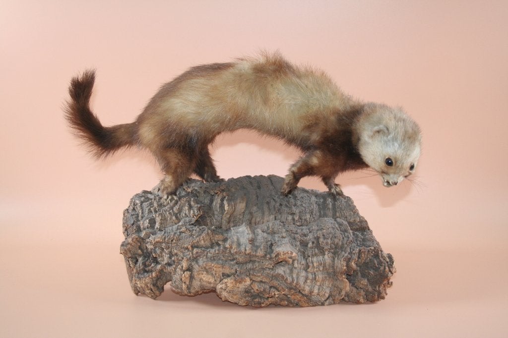 Opgezette taxidermie marter bunzing fret wezel hermelijn, Enlèvement
