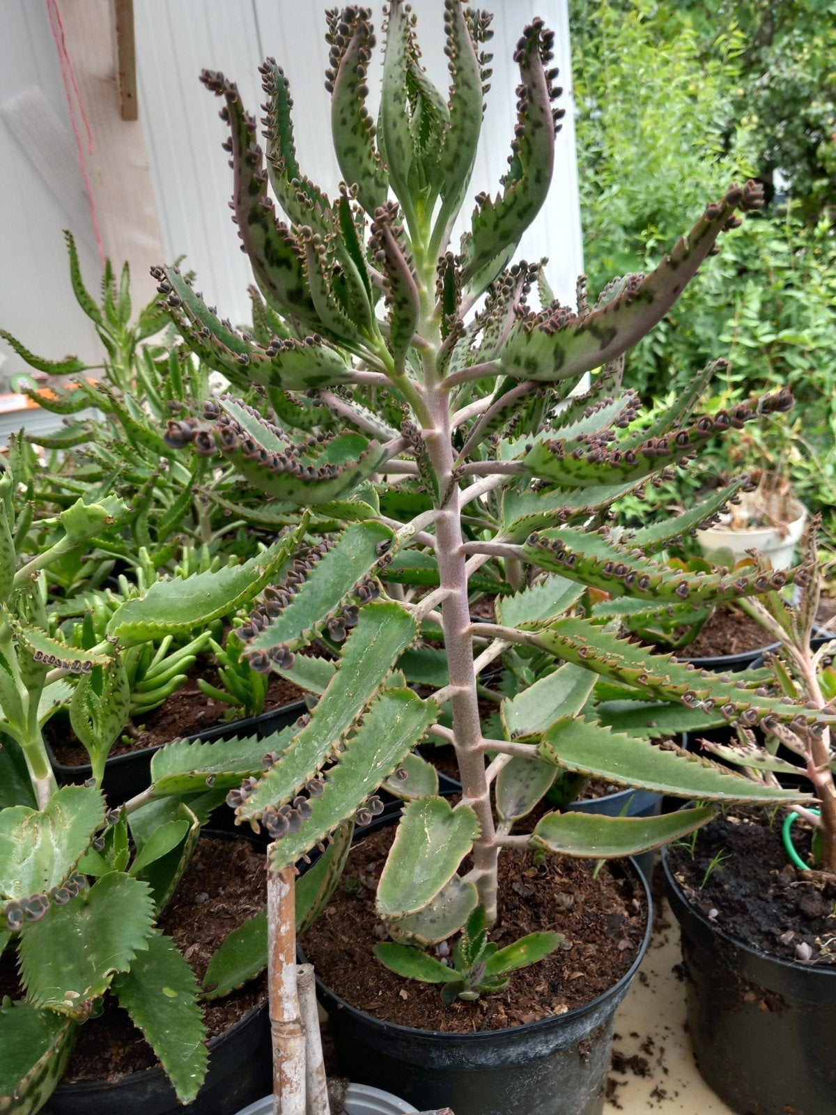 Mooie planten "Mother of Thousands" +/- 40 cm, pot 3L, 8€/st, Vetplant, In pot, Minder dan 100 cm, Bloeiende kamerplant