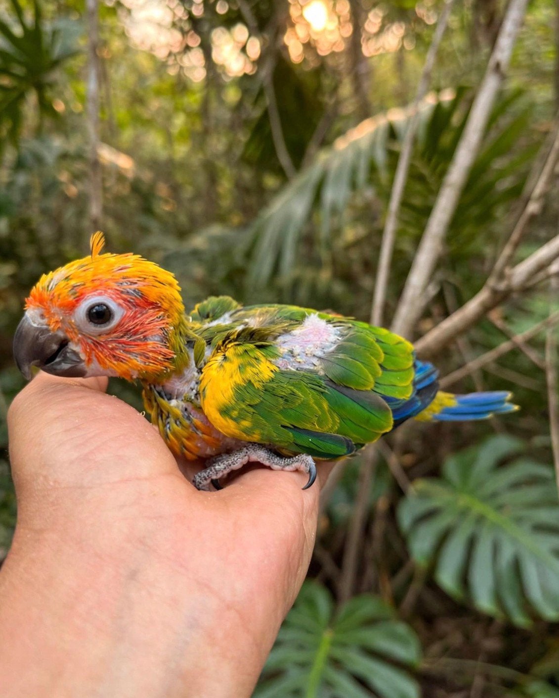 Conure soleil, Enlèvement