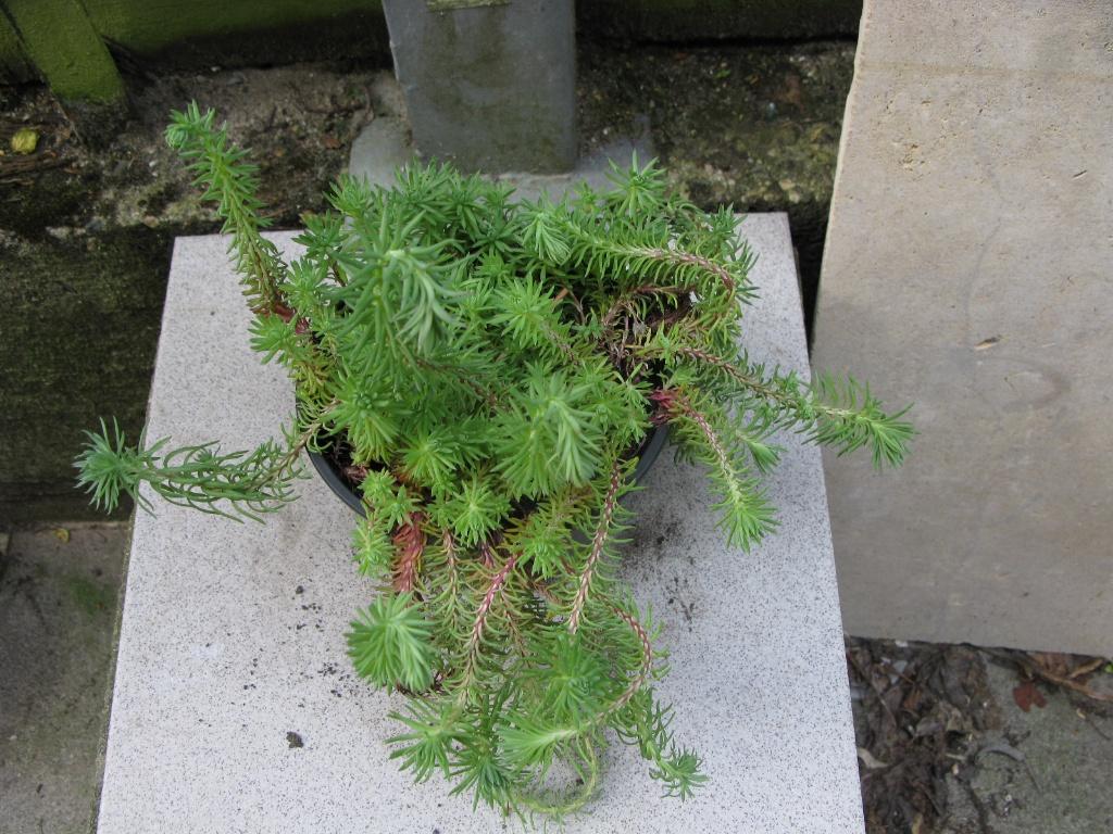 Plante grasse couvre sol, Jardin & Terrasse, Enlèvement, Plante fixe, Couvre-sol, Plein soleil