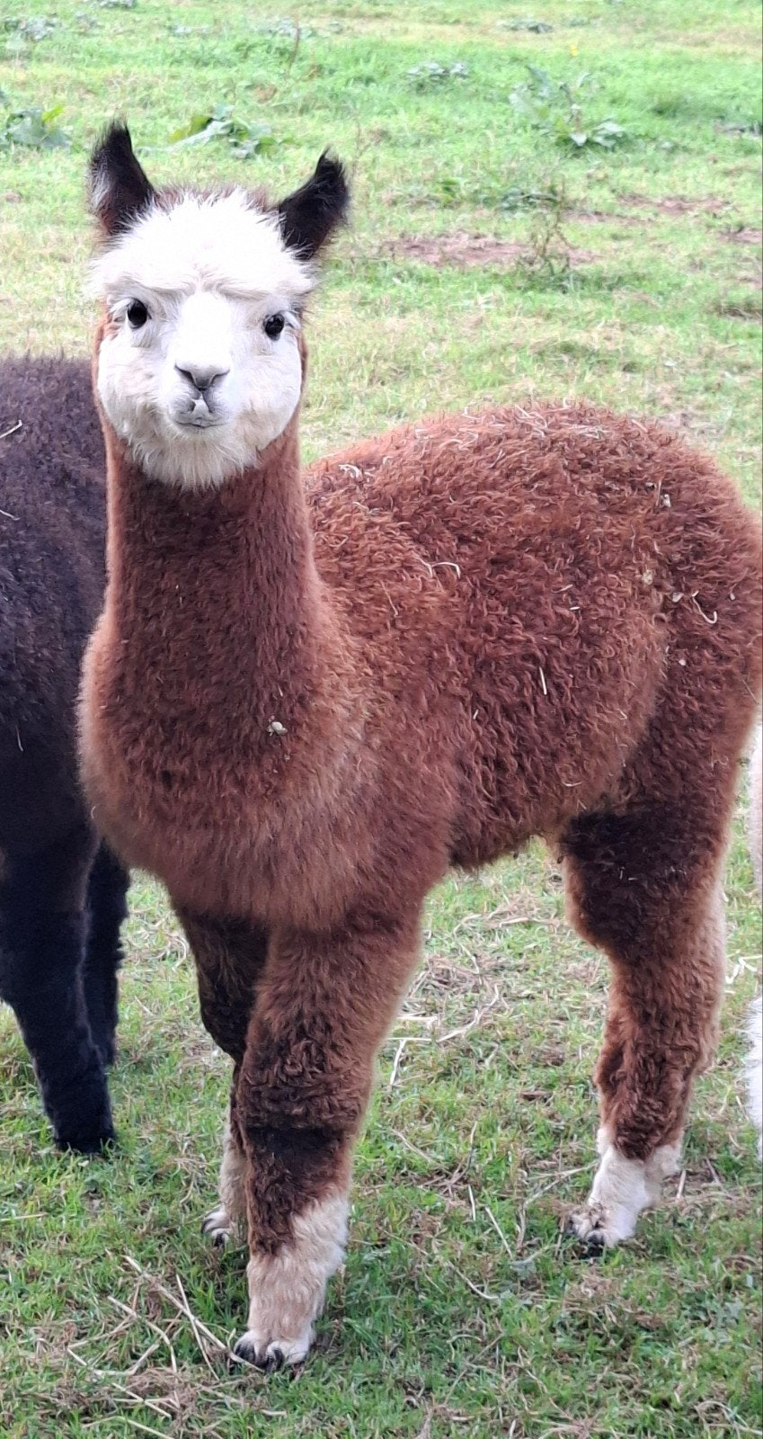 Fleurtje, alpaca merrie veulen, Dieren en Toebehoren, Mei, Vrouwelijk