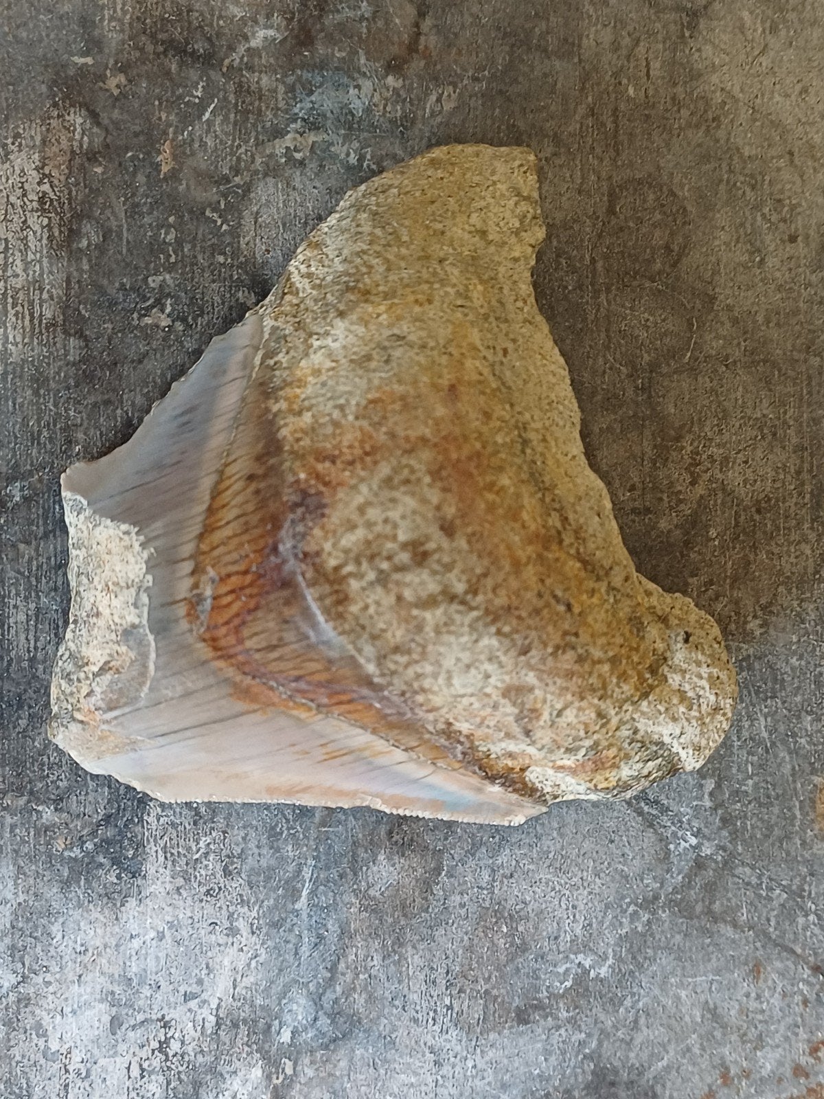 Fragment de mégalodon, Collections, Enlèvement ou Envoi, Fossile