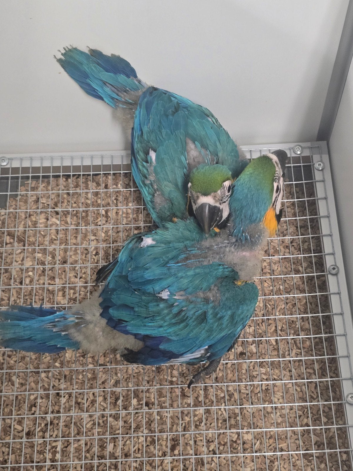 Tamme jonge baby Blauw Gele Ara's, Dieren en Toebehoren, Papegaai, Tam