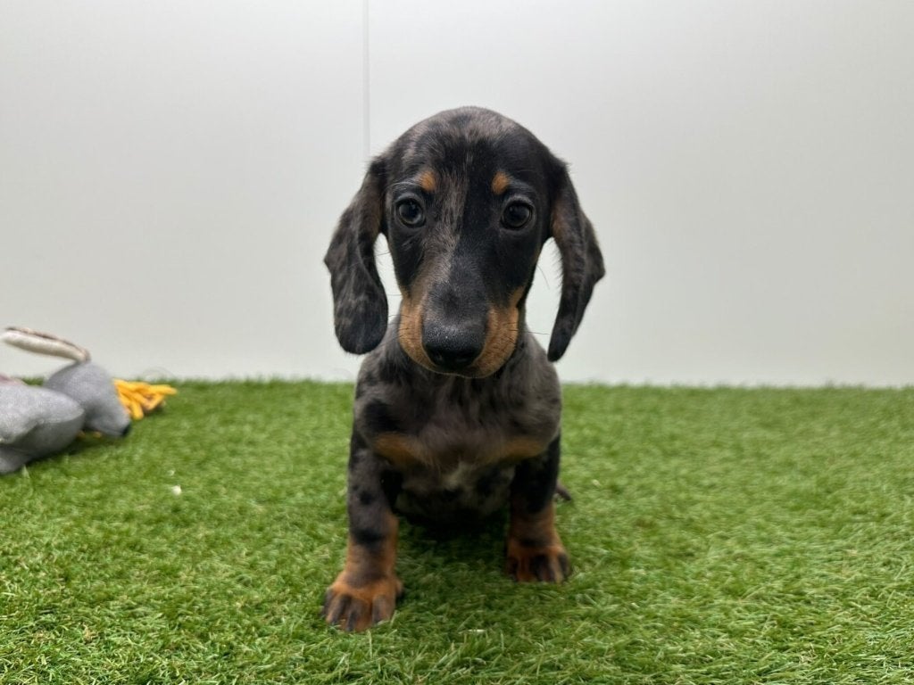 Dwergteckel pups, Dieren en Toebehoren, België, Reu, 8 tot 15 weken, Korthaar