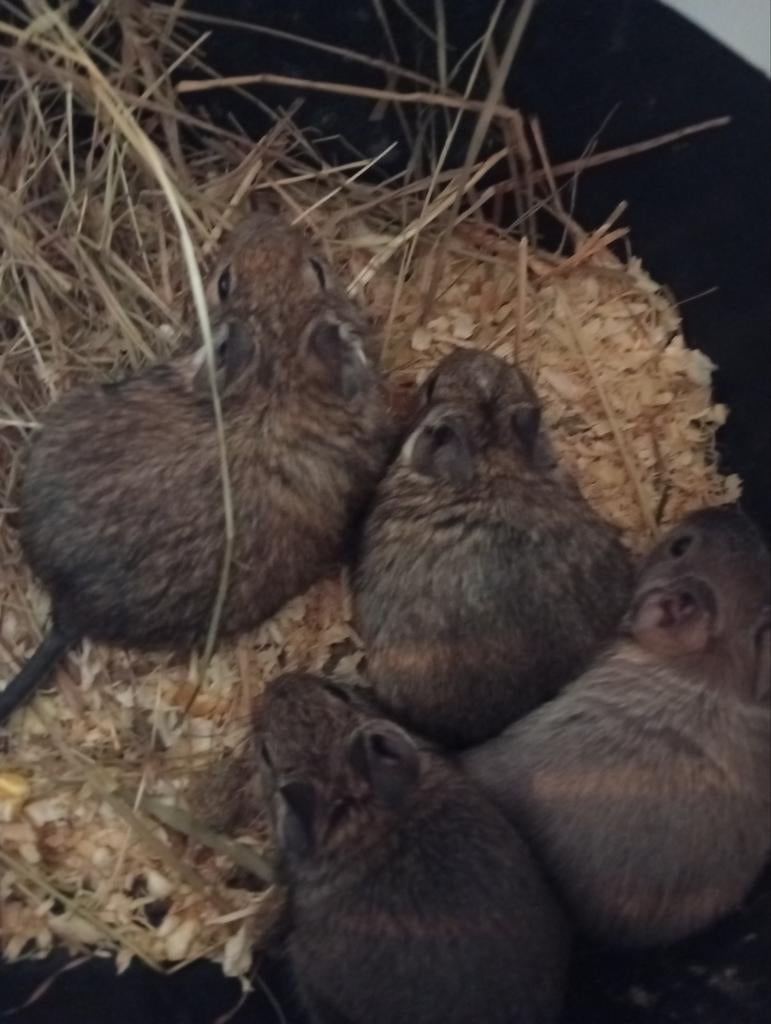 Baby degoes, Januari, Meerdere dieren, Overige typen, Tam