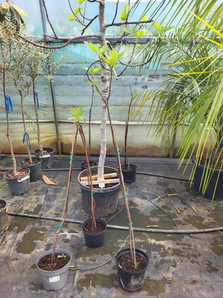 Ficus carica, 1 m de haut, Enlèvement