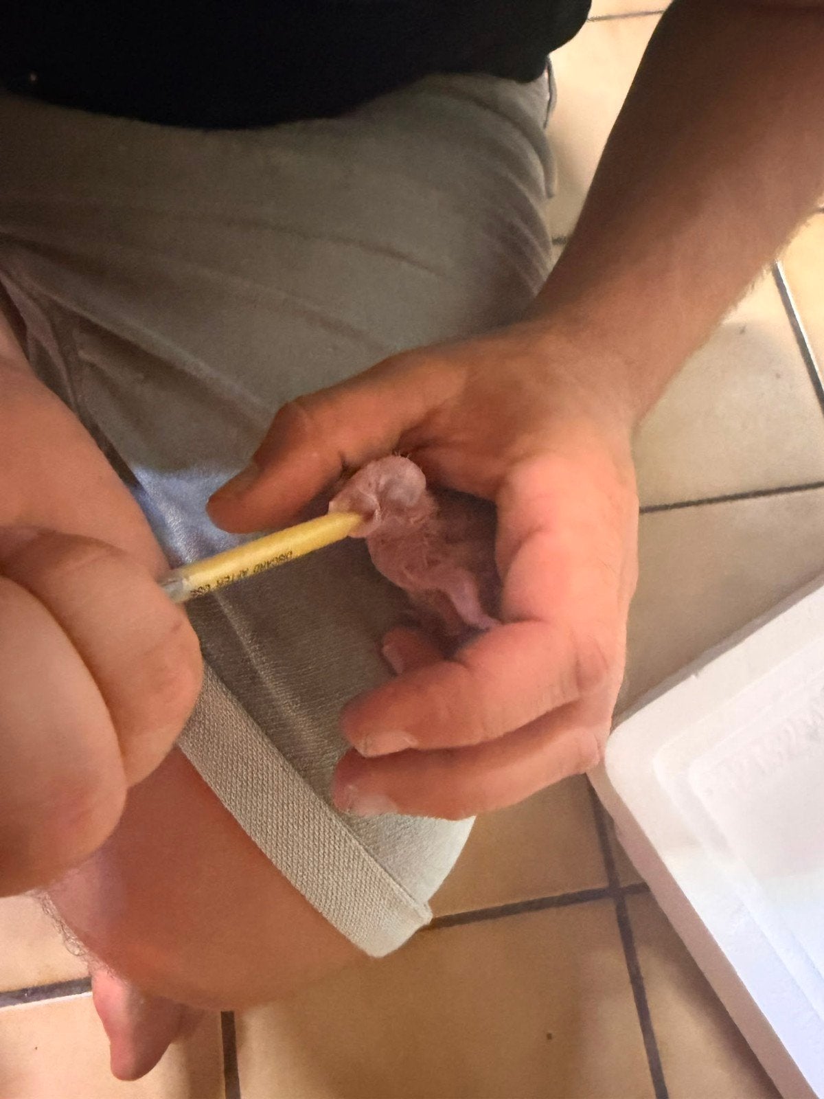 baby papegaai