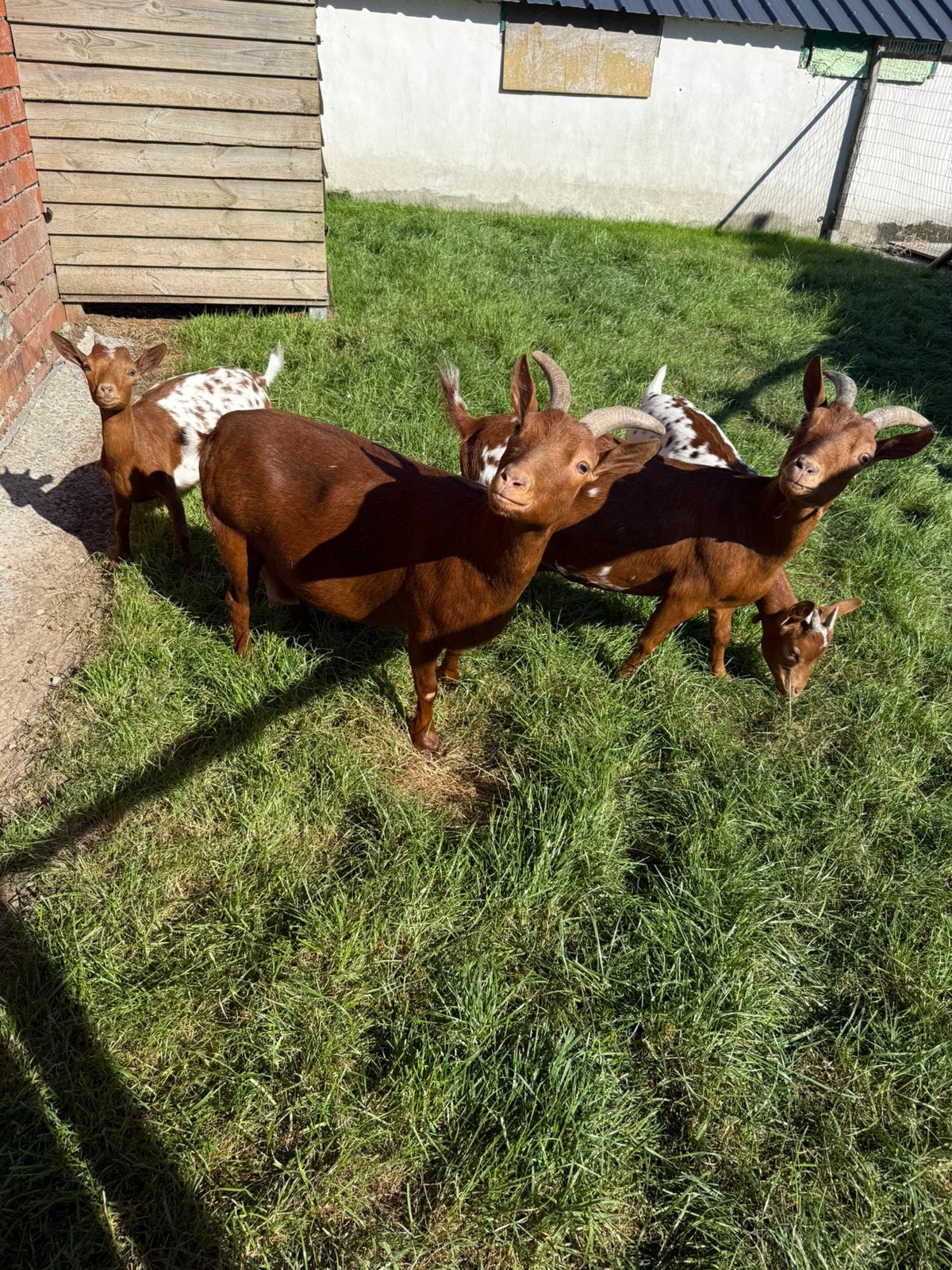 Camel dwerggeitjes, Dieren en Toebehoren, Schapen, Geiten en Varkens, Vrouwelijk, Geit