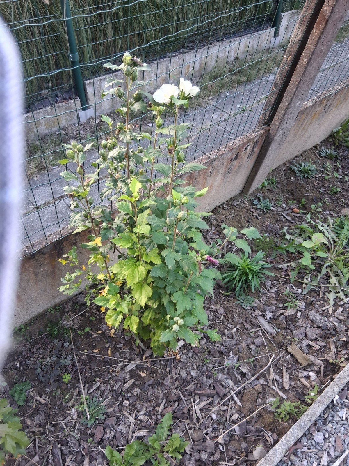 iemand intresse in boompjes met bloemen, Tuin en Terras, Ophalen