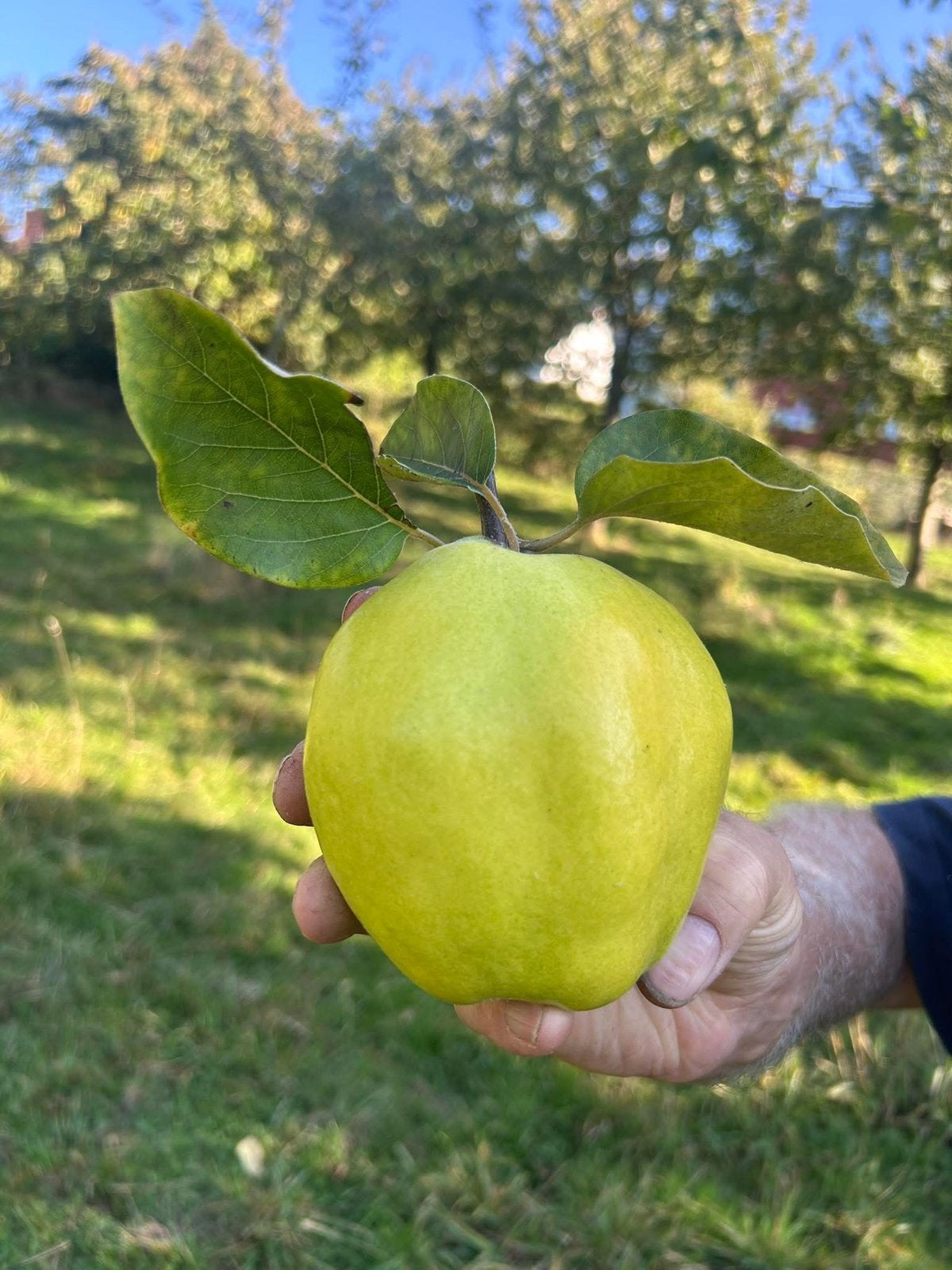 Bio kweeperen 1€ kilo, Tuin en Terras, Ophalen