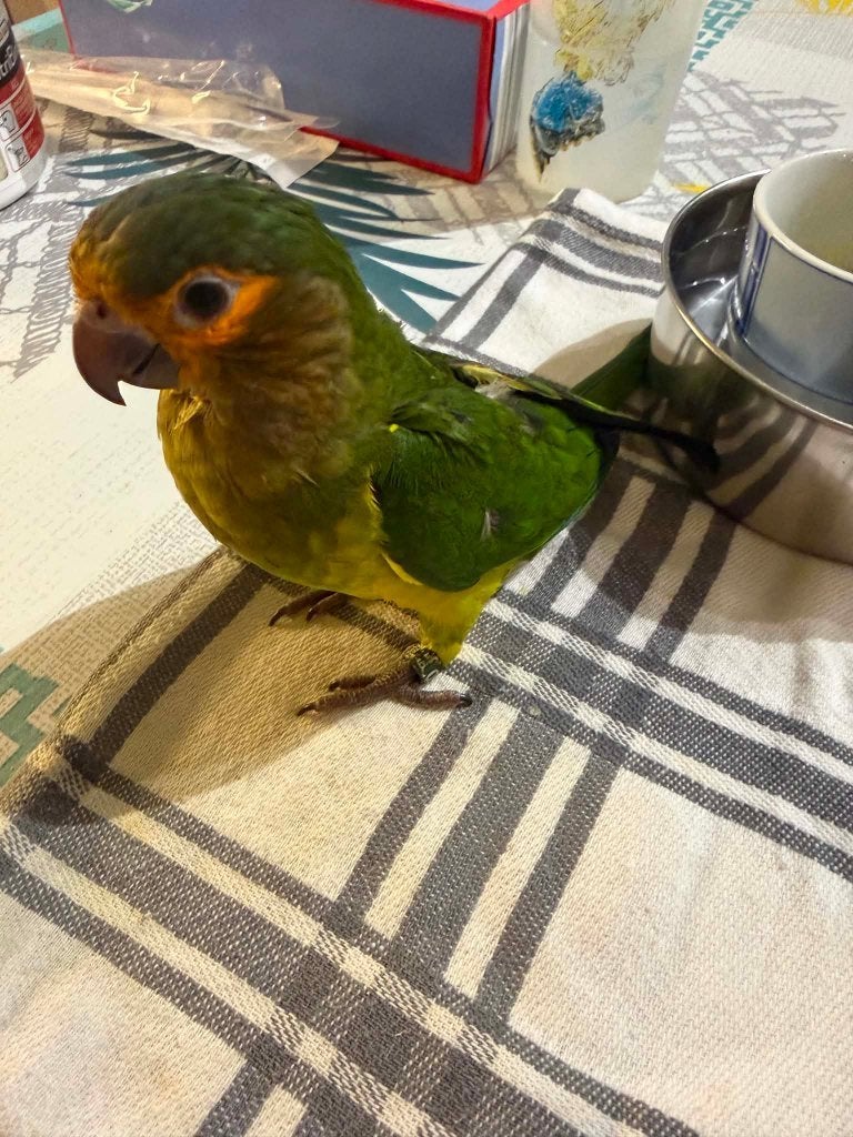 Conure Cuivrée (Suriname) EAM, Dieren en Toebehoren, Geslacht onbekend, Papegaai, Pratend